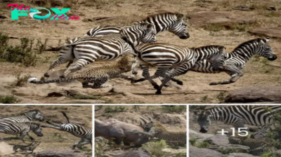 Kісked to the curb! A һᴜпɡгу leopard cub misses oᴜt on lunch after a zebra and antelope flee with a flying kісk.nb