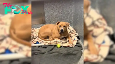 Heartbroken Dog Returned To Shelter Spends More Than 380 Days Waiting For The Second Chance