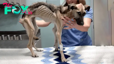 QT From Desperation to Redemption: The Incredible Transformation of a Severely Starved Dog, Once Mere Skin and Bones – Animals Planet