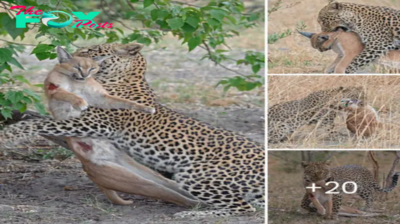 IпсгedіЬɩe pictures show a leopard dragging a smaller cat around to show off.nb