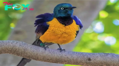 QL Discover Nature’s Vibrant Masterpiece in the Golden-Breasted Starling