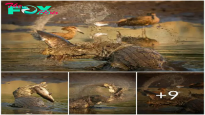 In a playful display, a 16-foot crocodile tossed a catfish into the air, catching the attention of a hungry jackal who, driven by desperation, bravely approached the fearsome predator. Sadly, the vast mismatch in power proved to be fatal for the valiant jackal, ultimately costing him his life in the end