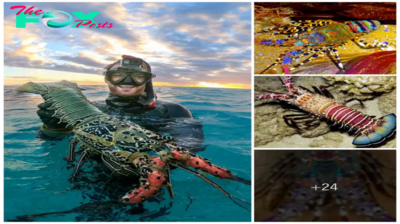 qq In the crystal-clear waters off the Great Barrier Reef in Australia, a scuba diver encounters a colossal crayfish, adding a thrilling twist to the underwater adventure.
