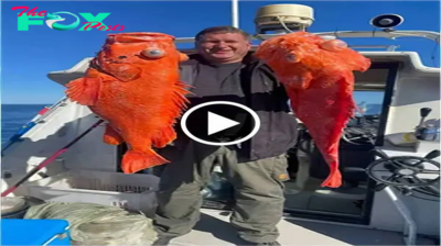 Scarlet Treasures of the Ocean: Californian Angler’s Global Fame for Capturing Unknown Brilliantly Red-Hued Fish