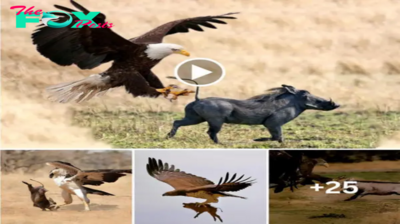 Video: Martial eagle swoops in to grab a warthog piglet for lunch