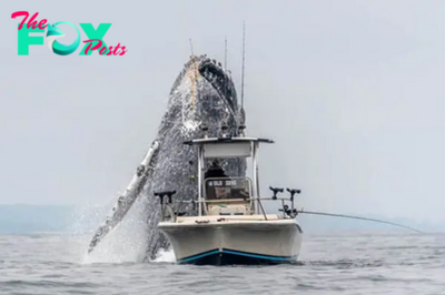 qq Once-In-A-Lifetime Footage Of A Massive Humpback Whale Leaping Out Of The Water Next To A Fishing Boat