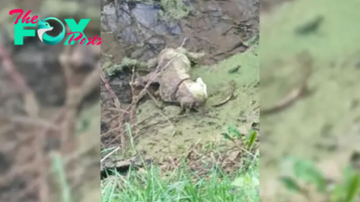 Rescuers That Rushed To Save Motionless Dog In Ditch Discovered That Things Weren’t As They Seemed