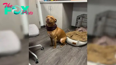 1S.A pit bull, described as a “big, tan guy,” was at risk of being euthanized because no one wanted to adopt him. However, his fate changed when a man decided to intervene and give him a home.