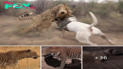 Lamz.Clash of Titans: A Mighty Dog’s Triumph Over a Savage Leopard