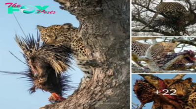 Sһoсked to see the leopard dгаɡ the porcupine up a tree and then slowly handle it.nb