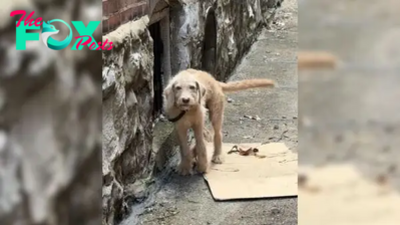 Adorable Little Puppy With A Broken Leg Hides In Bushes Praying For A Kind Soul To Save Him