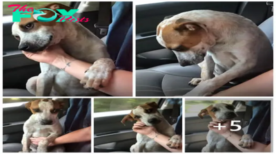 Mom In Tears After The Shelter Dog She Just Adopted Shows How Grateful He Is On The Way Home