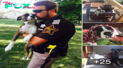 qq A heartwarming moment, a dog abandoned by her owners and left to fend for herself found a new home and a loving family, thanks to the kind-hearted sheriff who rescued her.