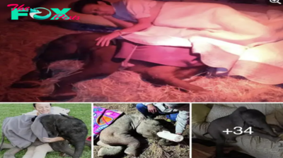 An act of human kindness gives a baby elephant a fresh start!