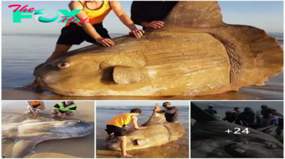 A giant sunfish washed up on an Australian beach, making people wonder if it was a “shipwreck” (video)