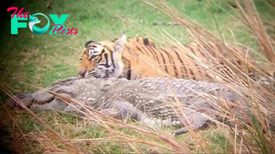 Watch tigress and her cubs feasting on crocodile they killed in rare footage