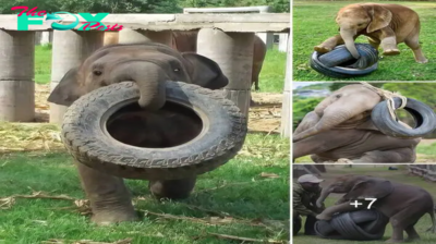 The baby elephant exhibited a fervent passion and an endearing fascination with the old, worn rubber tires repurposed into toys ‎