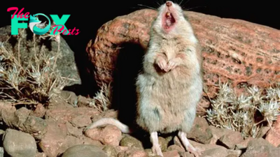 Southern Grasshopper mouse: The tiny super-predator that howls at the moon before it kills