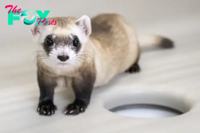 Two Endangered Ferrets Cloned From Genes of Critter Frozen in 1980s