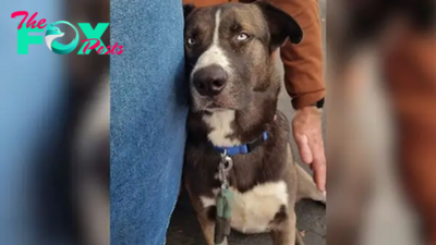 This Sweet Shelter Pup Just Wanted A Family And Then A Perfect Couple Walked Through The Door