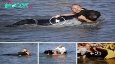 Love Him! Brave Man Saving Drowning 400-lb Black Bear Is Possibly one of the Greatest Rescue Stories Ever!