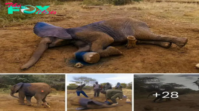 Veterinarians Free Baby Elephant cauɡһt in рoасһer’s Snare in Kenya ‎