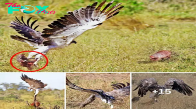 The extraordinary moment saw a family of mongooses forced to stand up and fight against Africa’s largest eagle in the air to save their friend.
