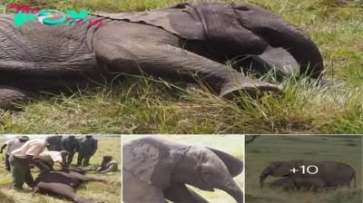 Elephant Rescues in the Mara: Tales of Hope and Healing