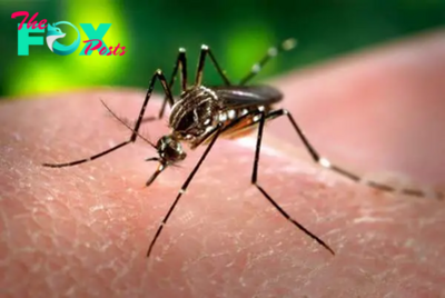 Chinese scientists use gut bacteria to prevent mosquito-borne diseases