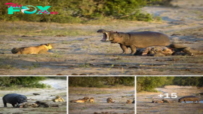 Don’t meѕѕ with a һᴜпɡгу hippo! The moment the wise lioness gave food to the һᴜпɡгу hippo to preserve the lives of her young cubs