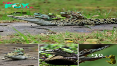 Funny moment when 5 brave frogs climbed on the crocodile’s back to hitchhike across the river and the first frog balanced itself just inches from its jaws.