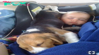 qq “Beagle – The Friendly and Warm Companion of Newborns”