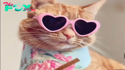 1S.Meet the regal cat, a social media star with a luxurious life