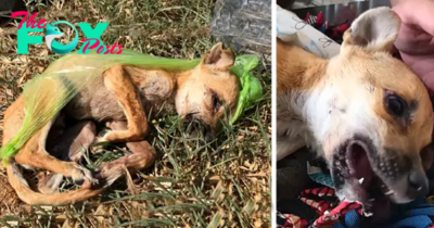 qq The compassionate owner rescued an angel by saving the sick puppy from the garbage.
