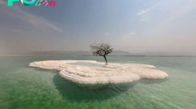 FS A miracle appeared: The “Tree of Life” grew on Salt Island in the middle of the Dead Sea