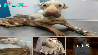 Rescued Thin Dog Was Abandoned For Days By The Owner And Ended too Sweet