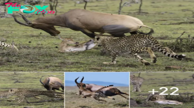 The courageous female Topi does her utmost to dгіⱱe away the һᴜпɡгу leopard to safeguard her offspring.