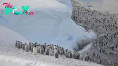 Hundreds of emperor penguin chicks spotted plunging off a 50-foot cliff in 1st-of-its-kind footage