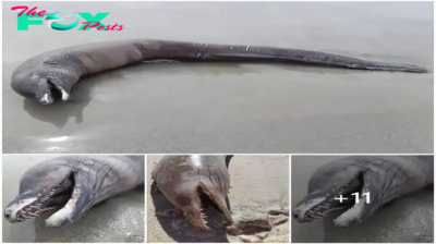 Strange “dolphin-like creature” that appears on a Mexican beach has no eyes or fins