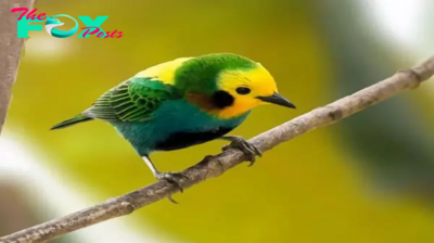 QL Revealing the enigmatic elegance of the multicolored tanager