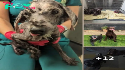 Dog Best Friends Found Hairless And Depressed Both Make Incredible Transformations