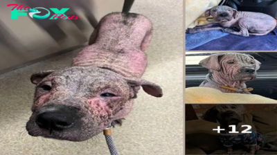 Pink, Wrinkly Puppy Shocks Rescuers With An Unexpected New Look