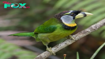 QL From embers to fire: Introducing the fire-tufted barbet, a spectacle of green, silver and yellow!
