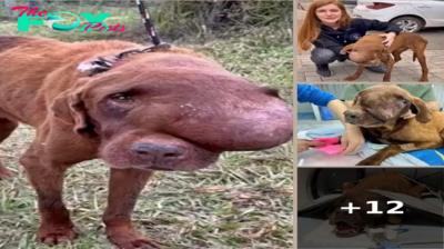 Heart-wrenching is the sight of a distressed dog with a massive tumor, suffering in agony, collapsed, and crying out for help, with no relief in sight