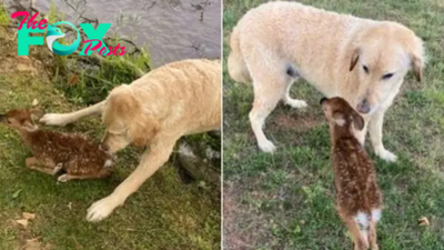 Brave Goldendoodle Rescues A Baby Fawn From Drowning In A Lake