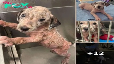 Pink, Wrinkly Stray Puppy Is Unrecognizable After Feeling Love For The First Time