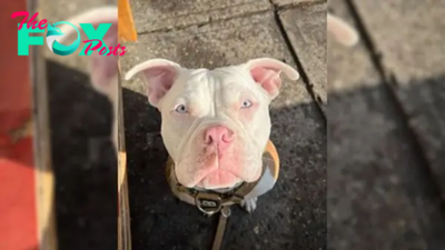 Woman Saves A Pup From Having Her Ears Cut And Discovers Something Special About Her