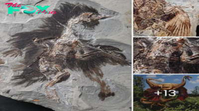 Revealing Ancient Hues: Oldest Red Pigment Found in 130 Million-Year-Old Feather Offers Glimpse into Dinosaur Coloration
