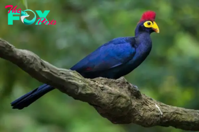 QL Graceful and vibrant, Ross’s Turaco captivates with its stunning plumage, adorned in a palette of radiant greens and deep purples, a true avian masterpiece.