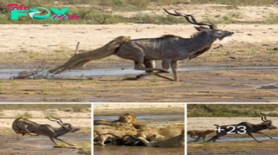 Lioness Strategically Slows Fleeing Antelope by Leaping onto Its Back